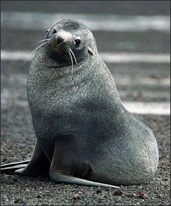 20120522-seal -Antarctic_sea_lion.jpg